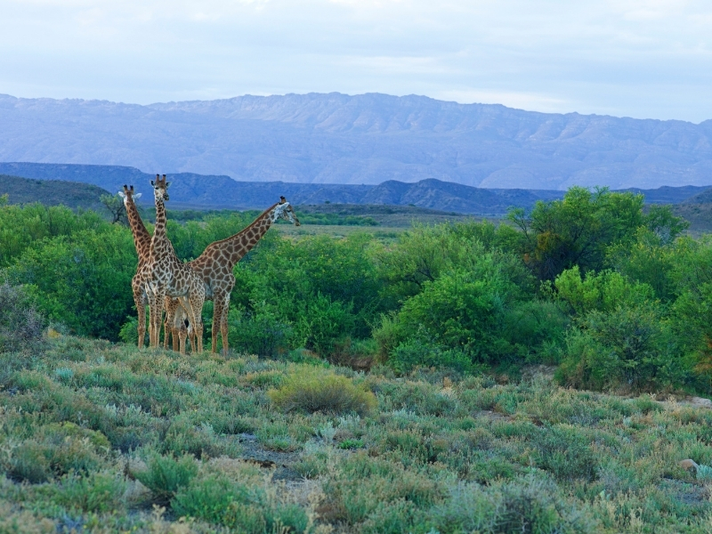 giraffes-western-cape-south-africa