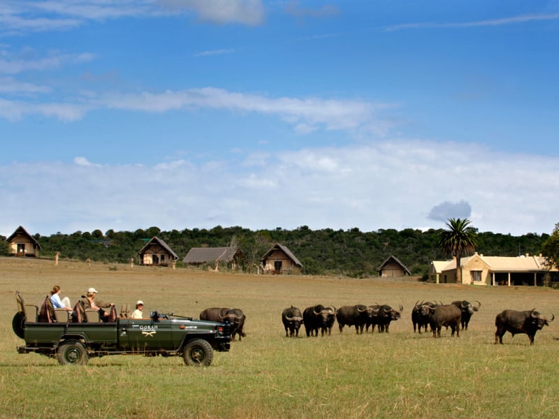 gorah-elephant-camp-addo-park-zuid-afrika-buffels