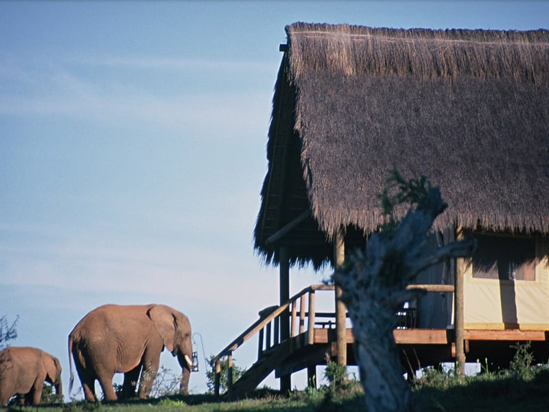 Gorah Elephant Camp - Luxe Accommodatie Addo Elephant Park