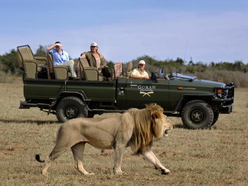 gorah-elephant-camp-addo-park-zuid-afrika-safari-leeuw
