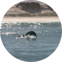 Dolfijnen spotten - Activiteiten in Zuid-Afrika