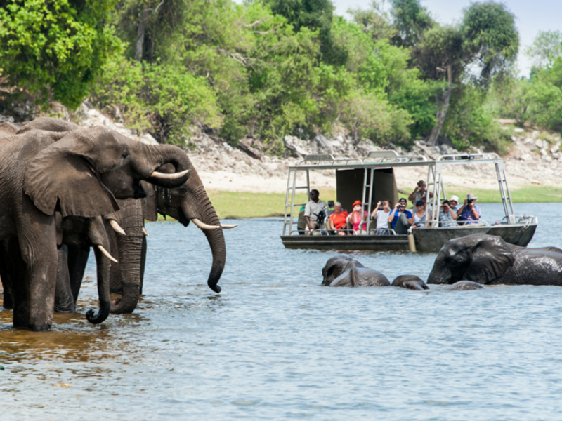ichingo-chobe-river-lodge-botswana-olifanten