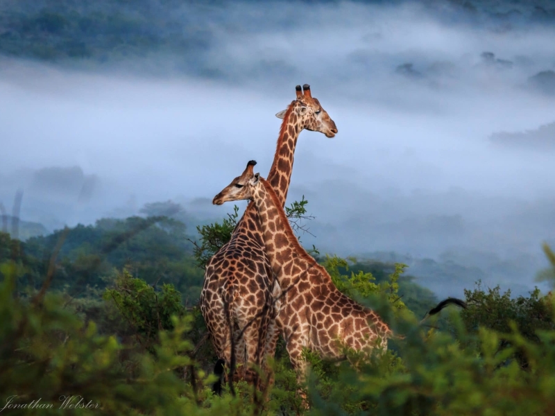 Hluhluwe Umfolozi Game Reserve - Luxe Safari Zuid-Afrika