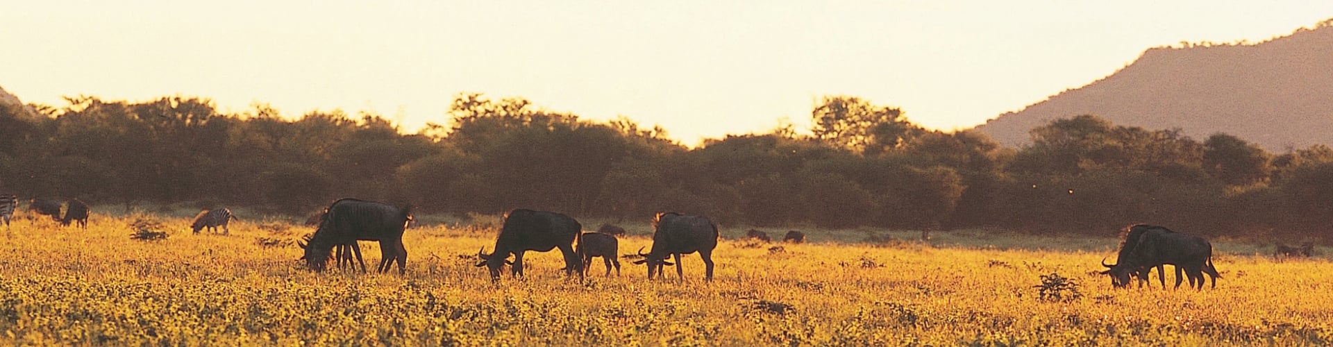 jacis-safari-lodge-madikwe-private-game-reserve-zuid-afrika