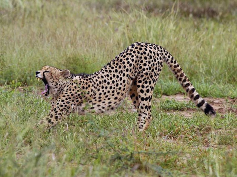 jacis-safari-lodge-madikwe-private-game-reserve-zuid-afrika-cheetah-gapend