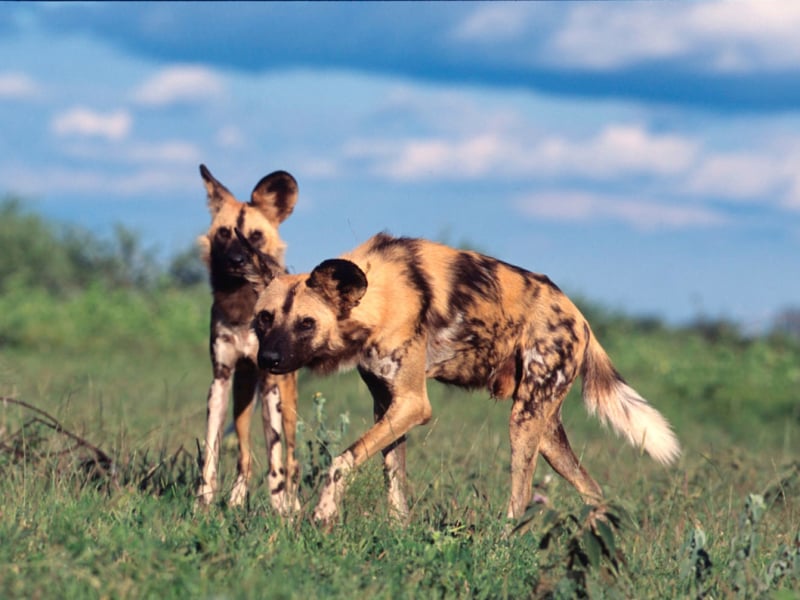 jacis-safari-lodge-madikwe-private-game-reserve-zuid-afrika-hyena