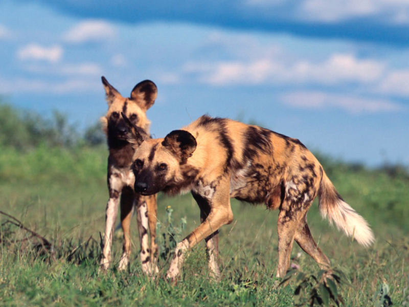 jacis-safari-lodge-madikwe-private-game-reserve-zuid-afrika-hyena