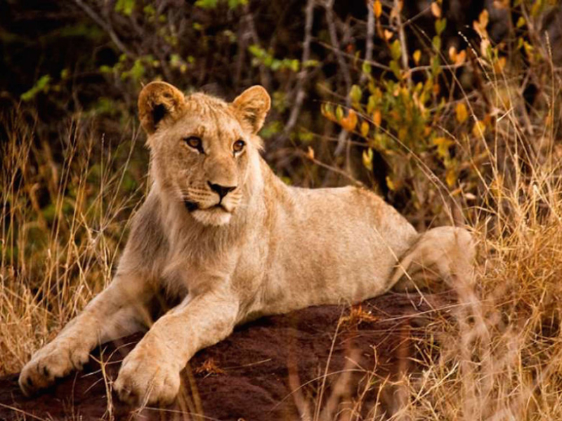 jacis-safari-lodge-madikwe-private-game-reserve-zuid-afrika-leeuwen