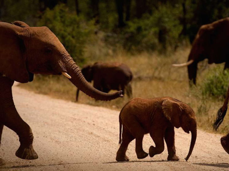 jacis-safari-lodge-madikwe-private-game-reserve-zuid-afrika-olifanten