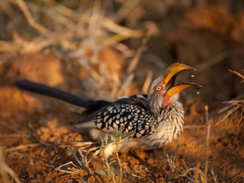 jacis-safari-lodge-madikwe-private-game-reserve-zuid-afrika-vogel