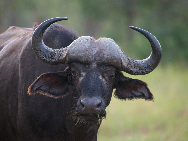 Klaserie Game Reserve - Luxe Safari Zuid-Afrika - Buffalo