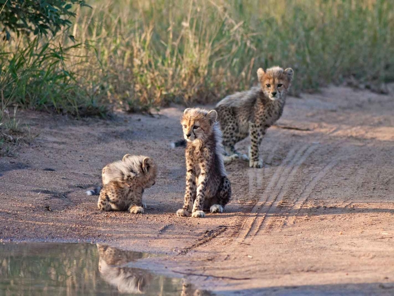 Klaserie Game Reserve - Luxe Safari Zuid-Afrika - Cheetahs