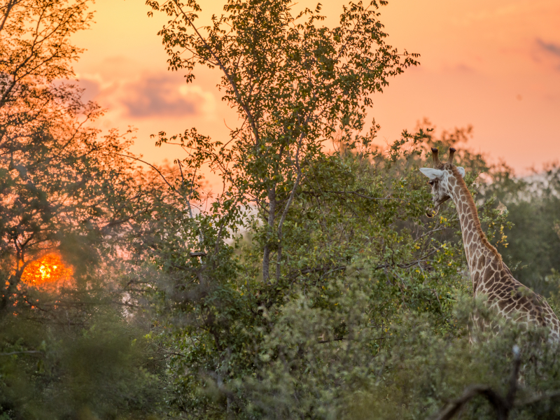 Klaserie Game Reserve - Luxe Safari Zuid-Afrika - Giraffe Sunset