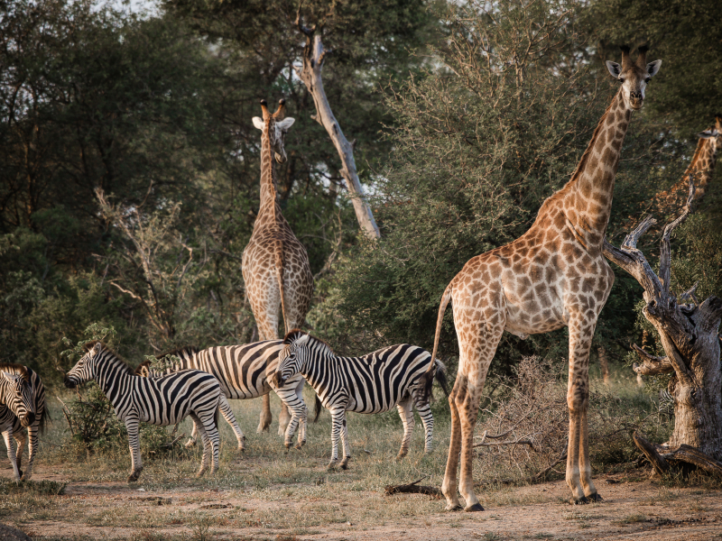 Klaserie Game Reserve - Luxe Safari Zuid-Afrika - Giraffe en Zebra