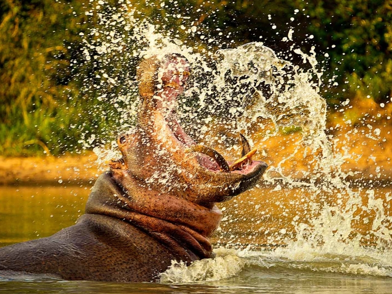 Klaserie Game Reserve - Luxe Safari Zuid-Afrika - Nijlpaard
