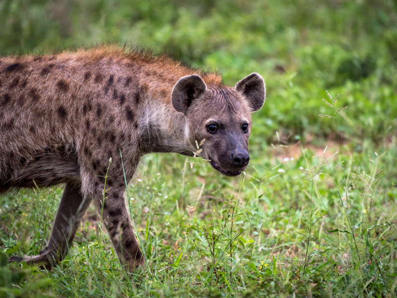 Klaserie Game Reserve - Luxe Safari Zuid-Afrika - Hyena