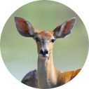 Klaserie Game Reserve - Luxe Safari Zuid-Afrika - Kudu