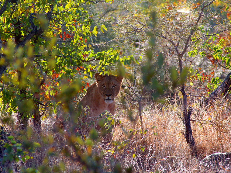 Klaserie Game Reserve - Luxe Safari Zuid-Afrika - Leeuwin