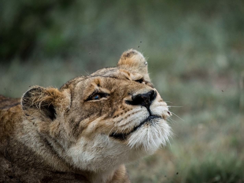 Klaserie Game Reserve - Luxe Safari Zuid-Afrika - Leeuw