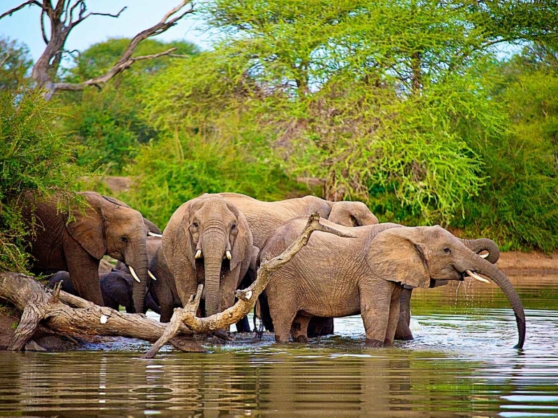 Klaserie Game Reserve - Luxe Safari Zuid-Afrika - Olifanten Zwemmen