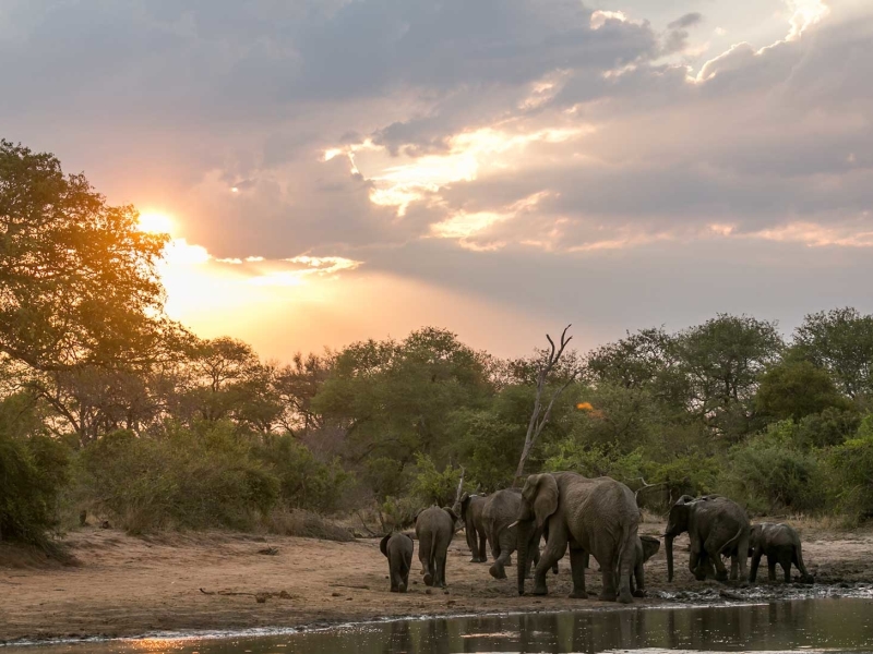 Klaserie Game Reserve - Luxe Safari Zuid-Afrika - Olifanten