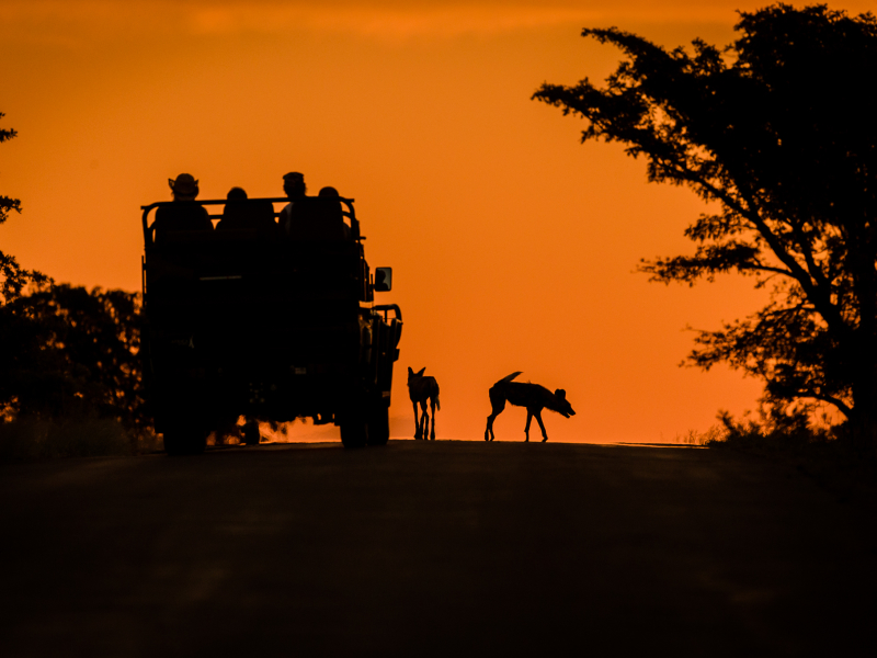Klaserie Game Reserve - Luxe Safari Zuid-Afrika - Wild Dogs Sunset