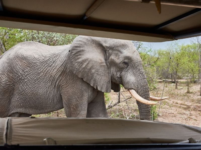 Olifant Safari Drive Kruger National Park - Luxe Safari Zuid-Afrika