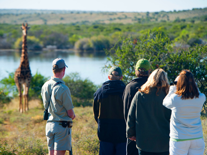 Kwandwe Game Reserve - Luxe Safari Zuid-Afrika - Game Walk Giraffe