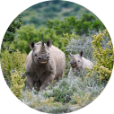 Kwandwe Game Reserve - Luxe Safari Zuid-Afrika - Neushoorns