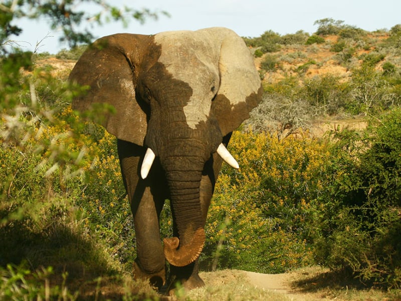 Kwandwe Game Reserve - Luxe Safari Zuid-Afrika - Nature Walk