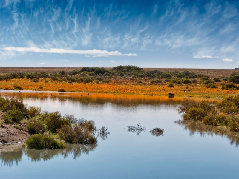 Namaqualand - Provincies en Regio's Zuid-Afrika