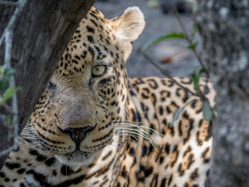 Tswalu Kalahari Game Reserve - Luxe Safari Zuid-Afrika