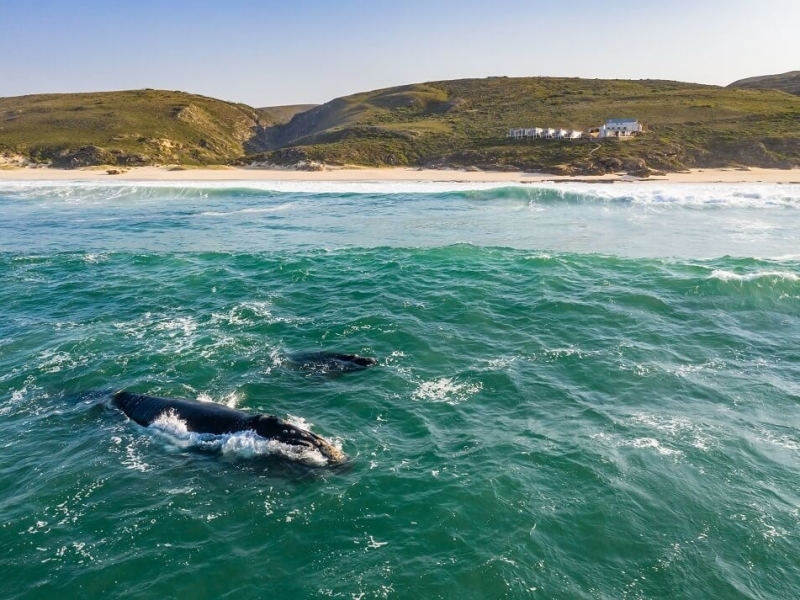 lekkerwater-beach-lodge-overberg-walvissen