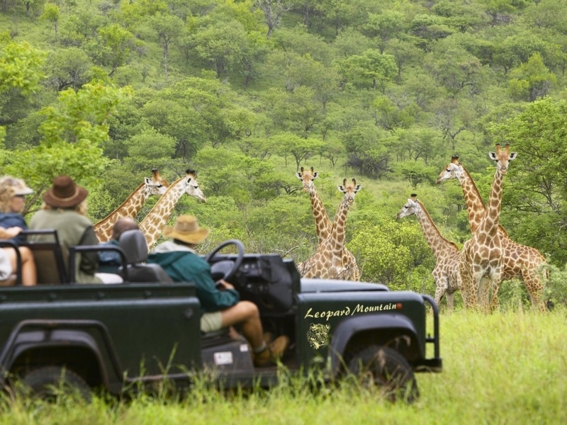 leopard-mountain-lodge-safari-game-drive-giraffes