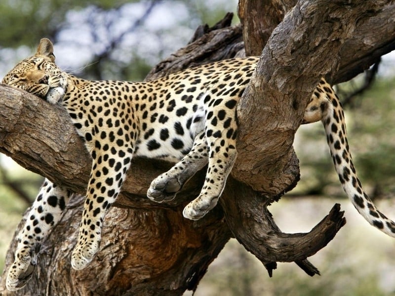 leopard-mountain-lodge-safari-game-drive-leopard