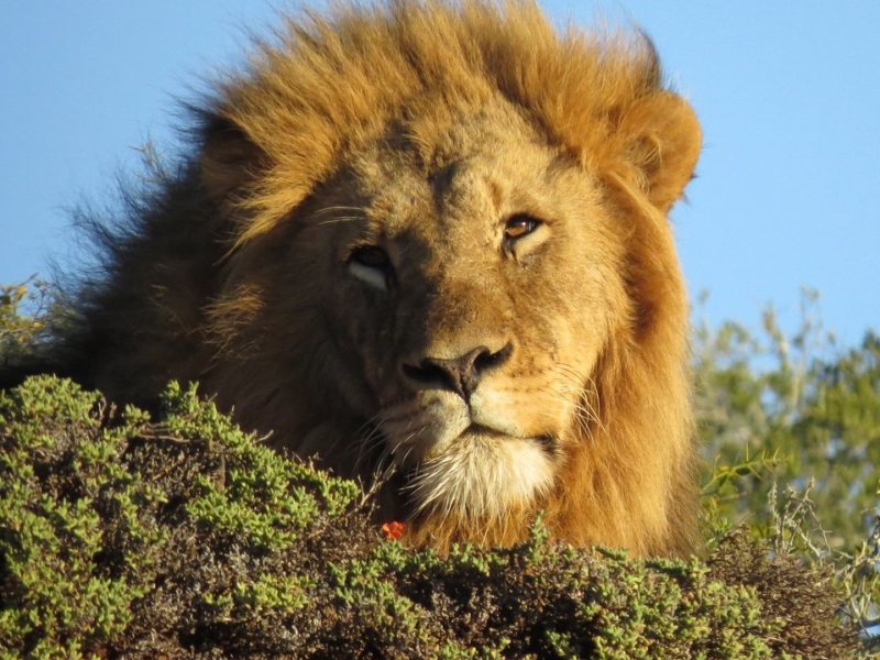 lion-at-lobengula-lodge-at-shamwari-game-reserve
