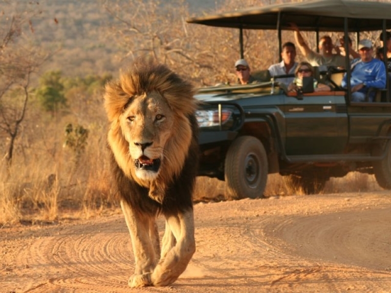Welgevonden Game Reserve - Luxe Safari Zuid-Afrika