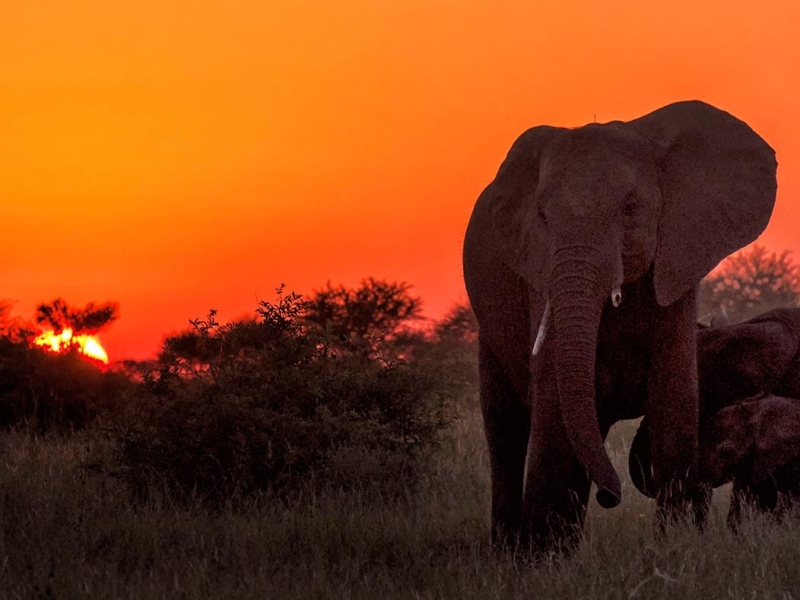 Manyeleti Game Reserve - Luxe Safari in Zuid-Afrika