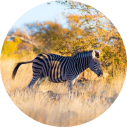 Marakele National Park - Luxe Safari Zuid-Afrika - Zebra