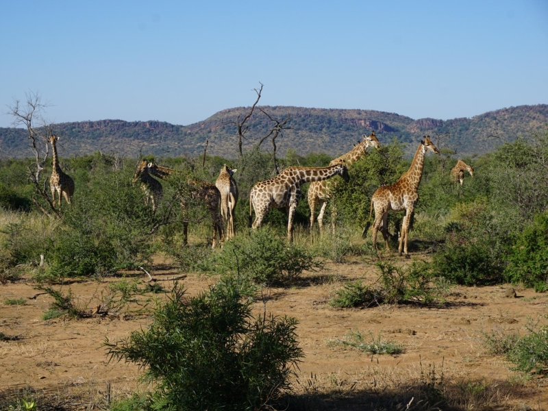 mateya-safari-lodge-big-five-giraffes-madikwe-game-reserve