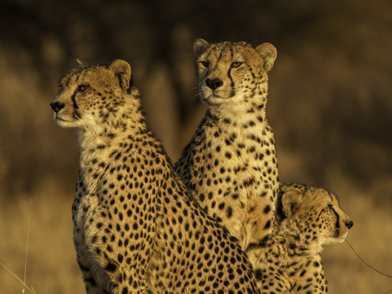mateya-safari-lodge-big-five-leopards-madikwe-game-reserve