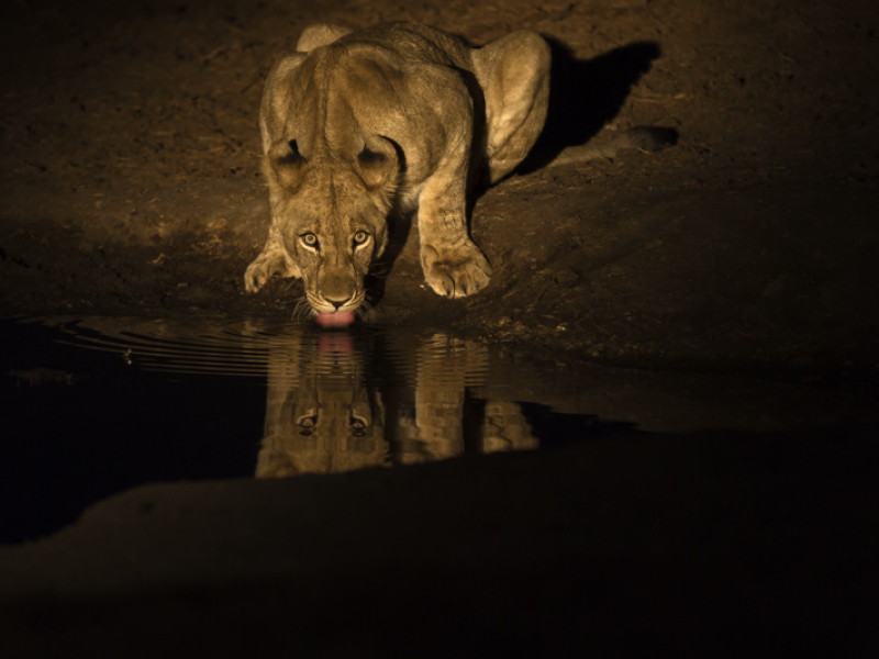 mateya-safari-lodge-big-five-lions-madikwe-game-reserve