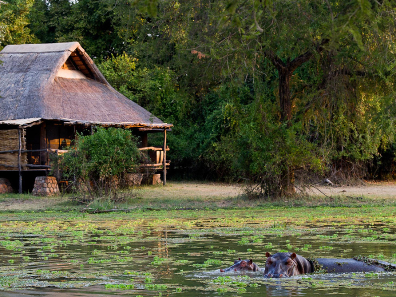 mfuwe-safari-lodge-zambia-nijlpaarden