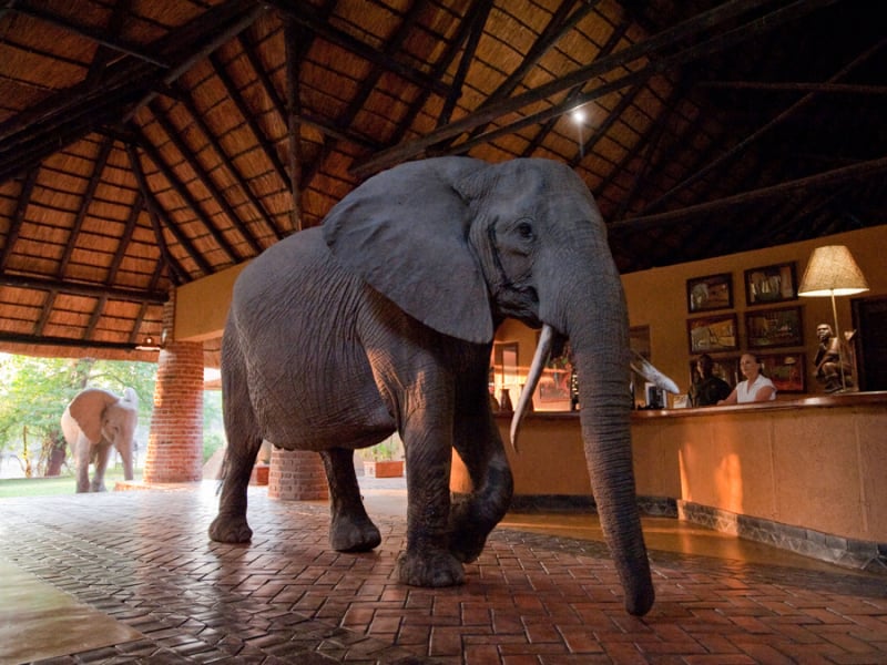 mfuwe-safari-lodge-zambia-olifant
