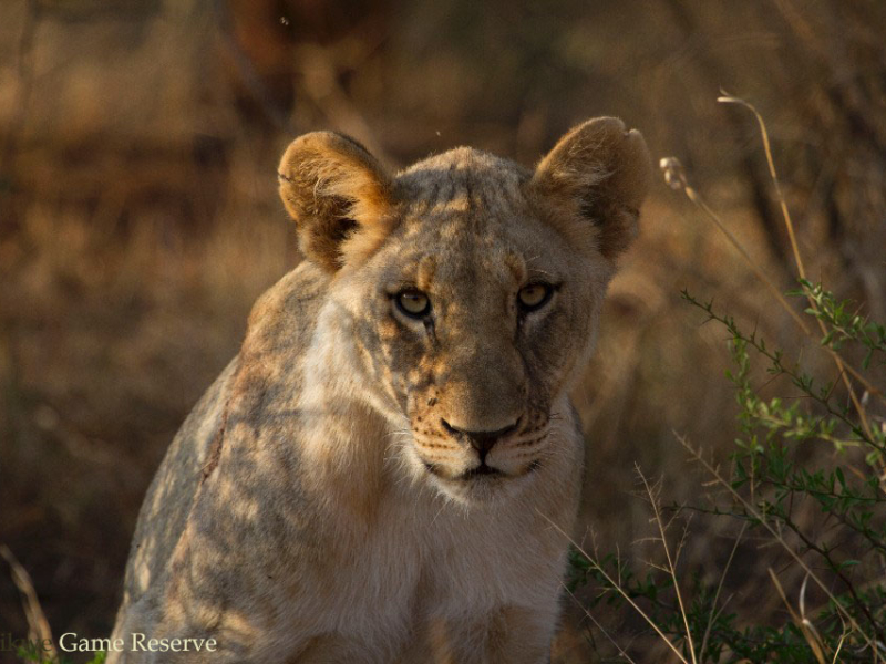 Madikwe Game Reserve - Luxe Safari Zuid-Afrika
