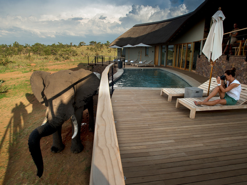 mhondoro-game-lodge-welgevonden-reserve-safari-zuid-afrika-zwembad-olifant