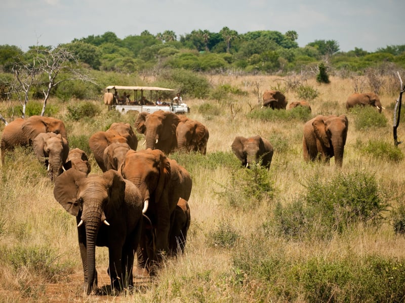 morukuru-farm-house-safari-lodge-madikwe-private-game-reserve-zuid-afrika-olifanten