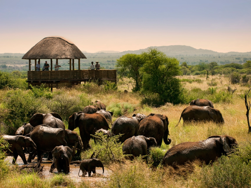 morukuru-farm-house-safari-lodge-madikwe-private-game-reserve-zuid-afrika-olifanten-uitkijkpunt