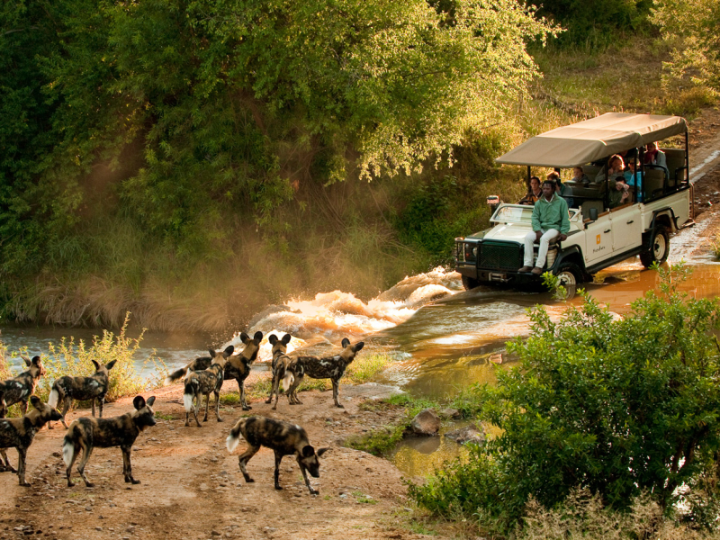 morukuru-farm-house-safari-lodge-madikwe-private-game-reserve-zuid-afrika-wilde-honden