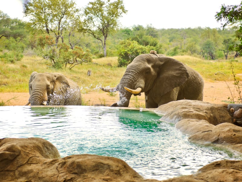 motswari-private-game-reserve-lodge-safari-timbavati-olifant-in-zwembad